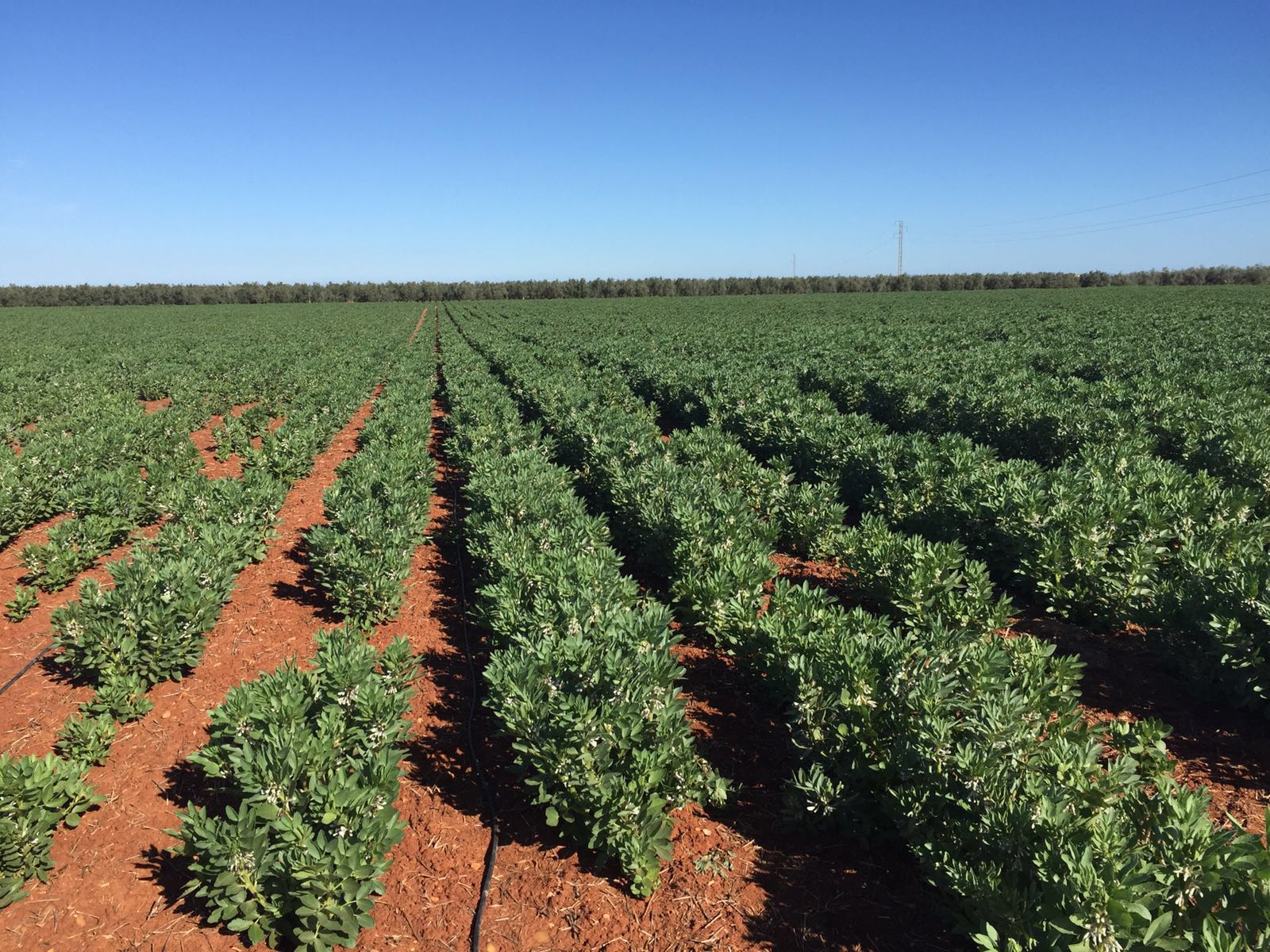 Visitamos la plantación de Habas. Pronto comenzamos con la producción.