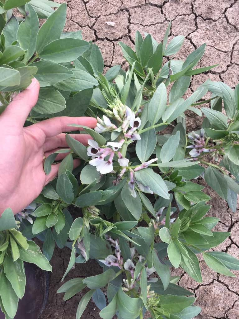 Revisando la plantación de habas de la nueva campaña.
