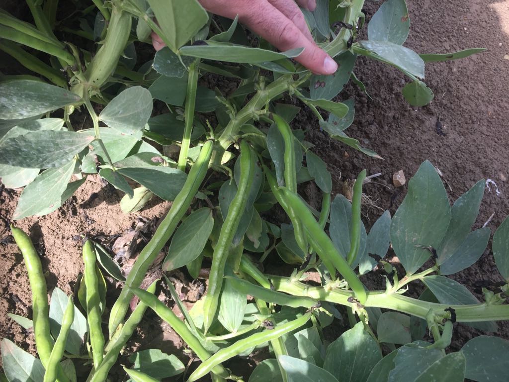 Pronto arrancamos con la recolección de habas.