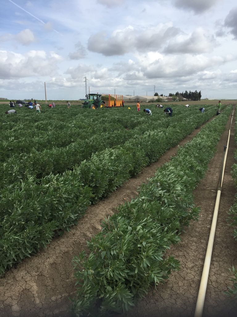 Arranca la recolección de habas en Productos Mata