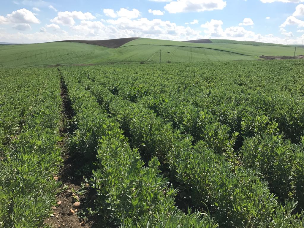 Seguimos con la recolección de habas. El campo está hoy precioso.