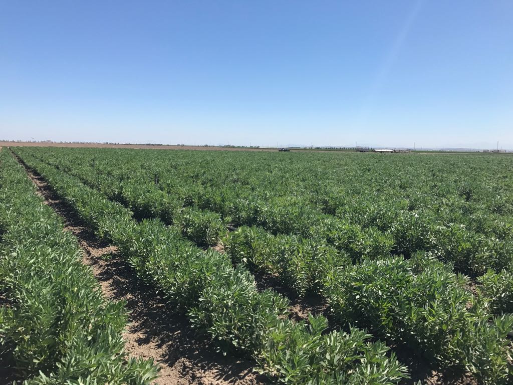 Seguimos con la recolección de Habas Baby para la nueva temporada de Habas Mata.